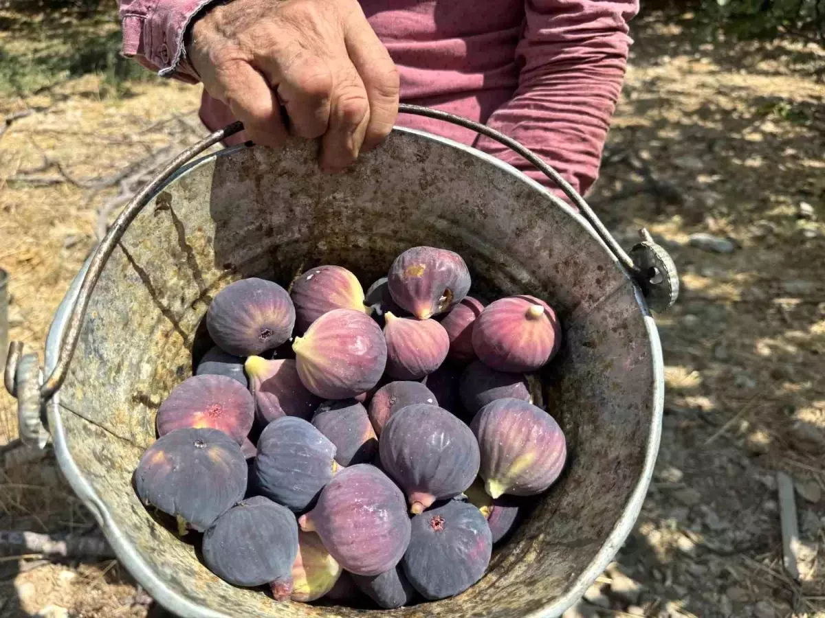 bursa siyah incirinde dusuk rekolte eueDBFY9.jpg